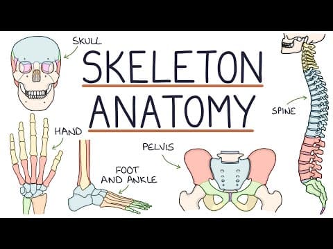 Anatomy of the Skeleton thumbnail
