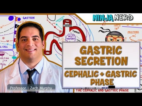 What Are the Cephalic and Gastric Phases of Gastric Secretion? thumbnail