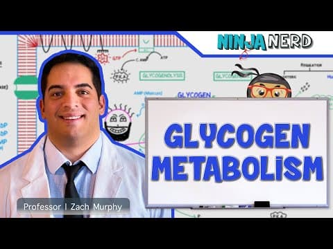 Metabolism | Regulation of Glycogen Metabolism thumbnail