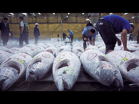 How Tuna Fish Is Caught & Processed | How It's Made Canned Tuna thumbnail