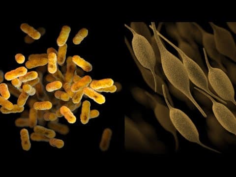 Pertussis and Mycoplasma pneumoniae infections in the U.S., 2024 thumbnail