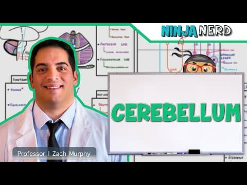 Neurology: How Does the Cerebellum Coordinate Movement? thumbnail
