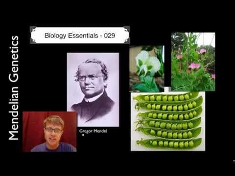 Mendelian Genetics thumbnail