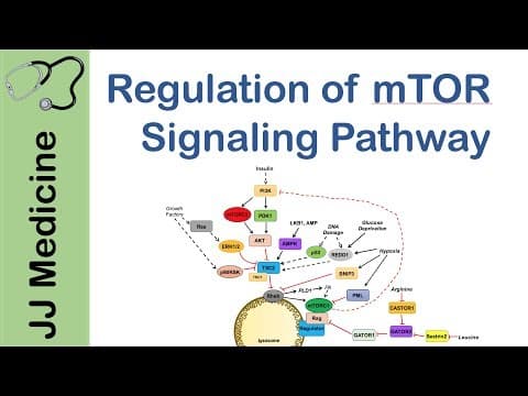 mTOR Signaling Pathway | Nutrient and Cell Stress Regulation thumbnail