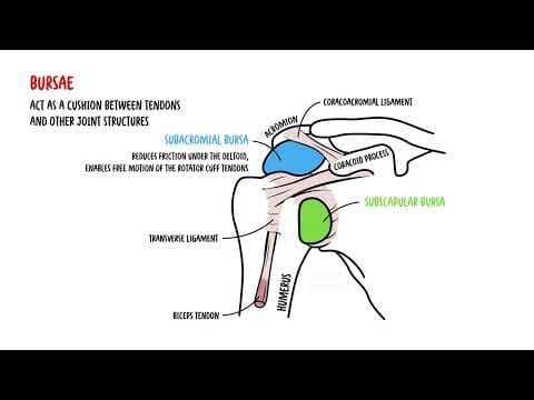 Shoulder Anatomy for Clinical Practice | Medical Student & Clinicians Review thumbnail