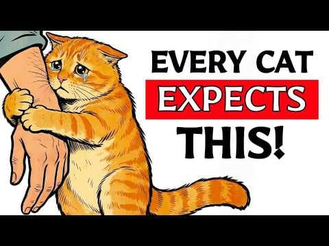 The Unspoken Rules Cats Expect You to Follow thumbnail