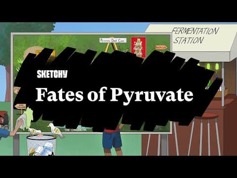 Fates of Pyruvate thumbnail