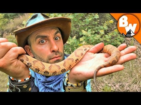 How Dangerous Are Copperhead Snakes Really? thumbnail