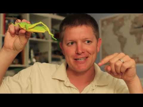 Kinematics of Grasshopper Hops - Smarter Every Day 102 thumbnail