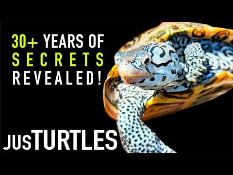 He's Been Breeding one of the World's Prettiest Turtle Species Since the '90s! thumbnail