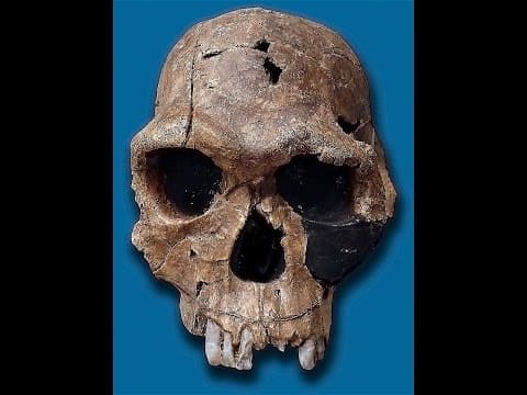 What Are the Origins of Human Language and Baboons’ Role? thumbnail
