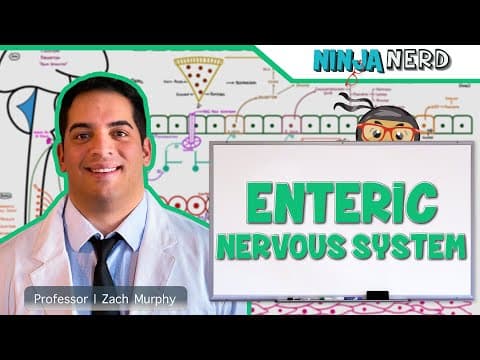 How Does the Enteric Nervous System Work? thumbnail