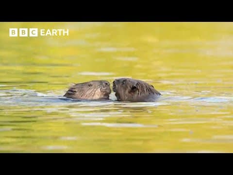 Beavers Are Living Under This City?! 🦫  | Coexistence | BBC Earth Kids thumbnail