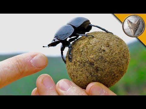 What Makes Dung Beetles Essential for the Ecosystem? thumbnail