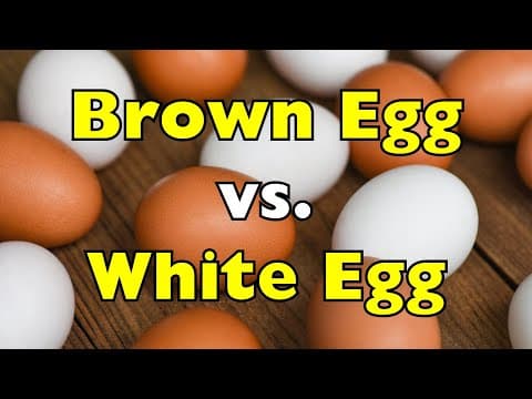 What’s the Real Difference Between Brown Eggs and White Eggs? thumbnail