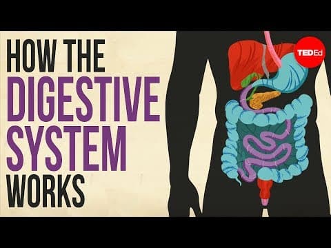How your digestive system works - Emma Bryce thumbnail