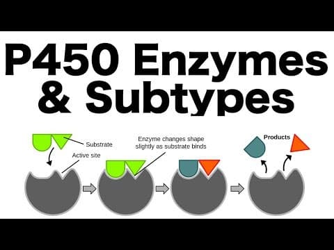 P450 Enzyme System (Inducers, Inhibitors, & Subtypes) thumbnail