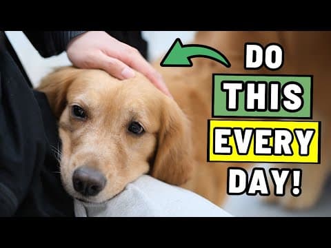 9 Things You Rarely Do for Your Dog (But Should Every Day) thumbnail
