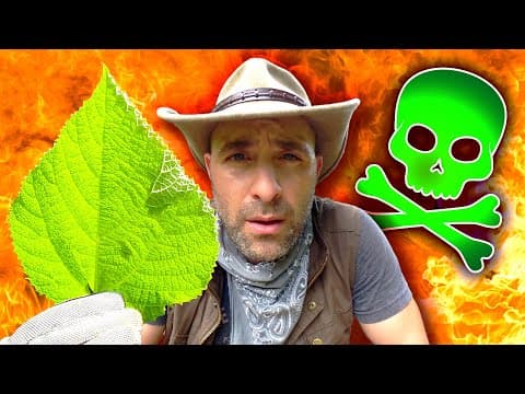 What Happens When You Touch the Gympie-Gympie Plant? thumbnail