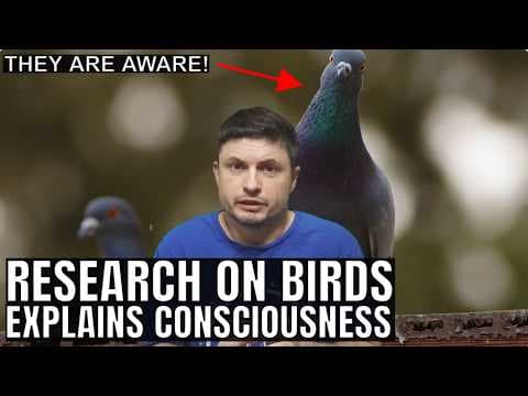 Why Did Consciousness Evolve? Exciting Research on Bird Brains thumbnail