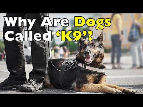 Why We Call Them ‘K9’: The Surprising Origin Revealed [ID0810] thumbnail
