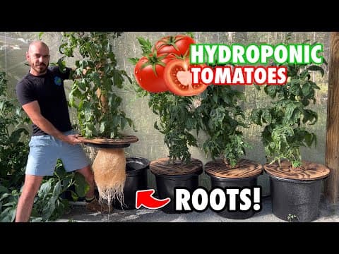 How to Grow Kratky Hydroponic Tomatoes thumbnail