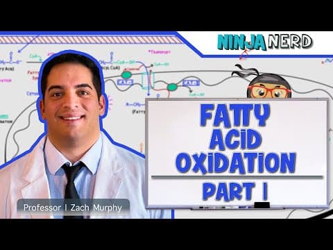 How Do Fatty Acids Enter Mitochondria? thumbnail