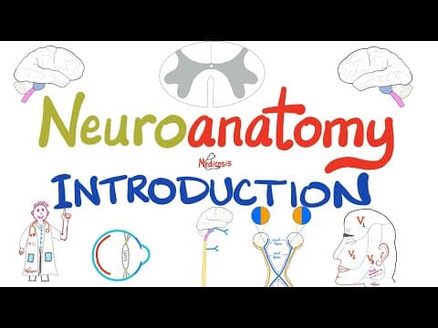 Introduction to Neuroanatomy - Learn the Basics - Neuroanatomy Playlist thumbnail