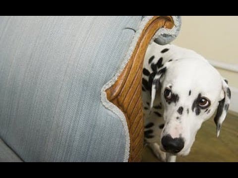 Why Do Dogs Seem Disobedient? Understanding Dog Behavior thumbnail