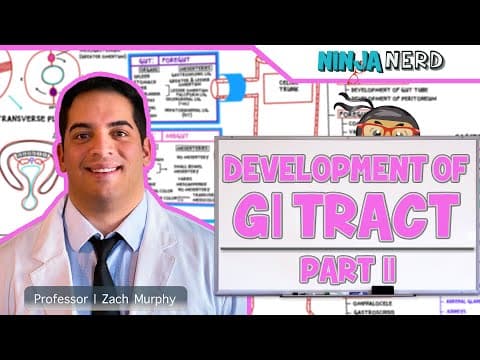 How Does the Embryonic GI Tract Develop? thumbnail