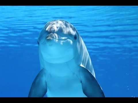 How Can AI Help Us Communicate with Animals and Aliens? thumbnail