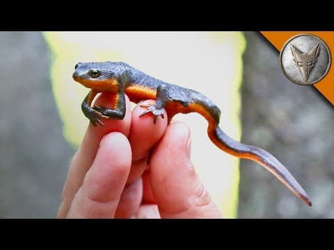How to Find a Rough-Skinned Newt in a Mountain Lake thumbnail