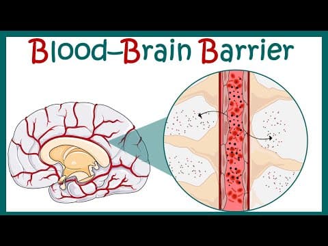 Blood Brain Barrier | Blood Brain Barrier - Structure & Function | Blood CSF barrier thumbnail