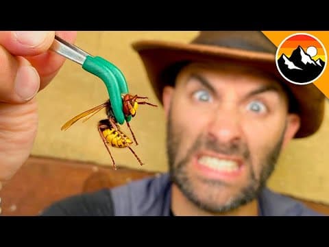 Did I find a MURDER HORNET in the USA?! thumbnail