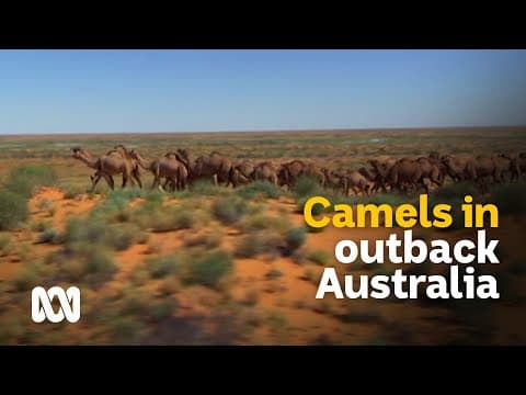 Outback camels: culls and carcasses or milk and meat? 🐪 | Meet the Ferals Ep 8 | ABC Australia thumbnail