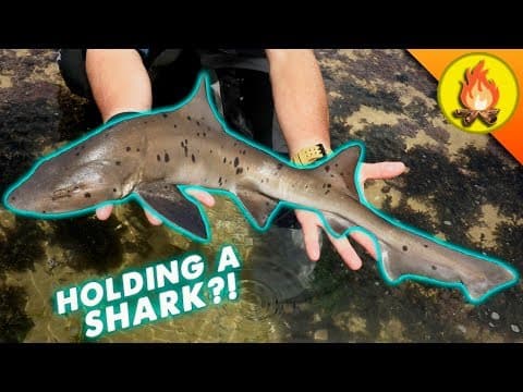 What Were the Most Epic Animal Catches of 2018? thumbnail