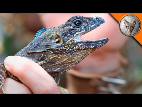 How to Catch a Spiny-Tailed Iguana in the Wild thumbnail