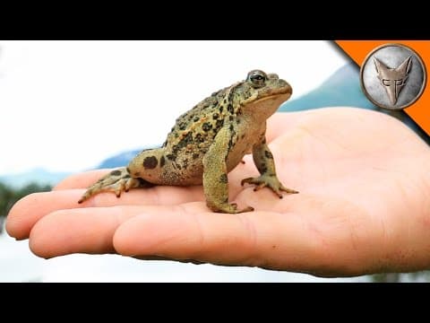 What Unique Features Does Alaska's Only Toad Have? thumbnail