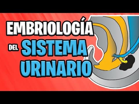 ✅ EMBRIOLOGÍA del SISTEMA URINARIO 💦🚽 | Sistema UROGENITAL thumbnail