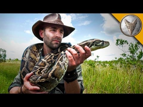 What Makes the Burmese Python an Invasive Threat in Florida? thumbnail