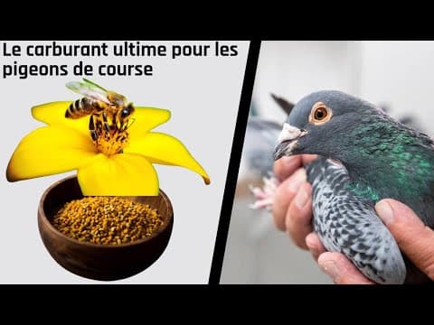 Le carburant ultime pour les pigeons de course thumbnail