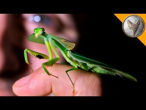 How Does a Leaf Mantis Use Camouflage to Survive? thumbnail