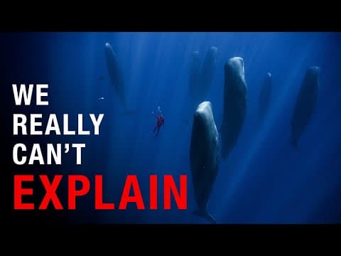 Nothing About Sperm Whales Is Normal… Here’s Why thumbnail