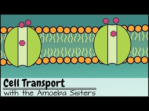 Cell Transport thumbnail