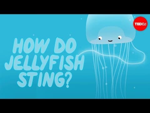 How does a jellyfish sting? - Neosha S Kashef thumbnail