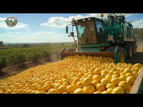 2.5 Billion Pounds Of Lemon Are Harvested And Processed In America This Way | Agriculture Technology thumbnail