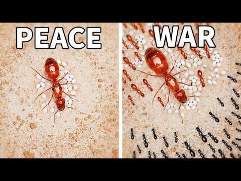 Simulating an Ant Colony for 1000 Days thumbnail