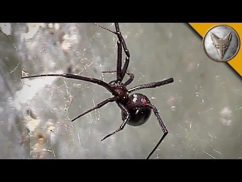 How Dangerous Are Black Widow Spiders? thumbnail