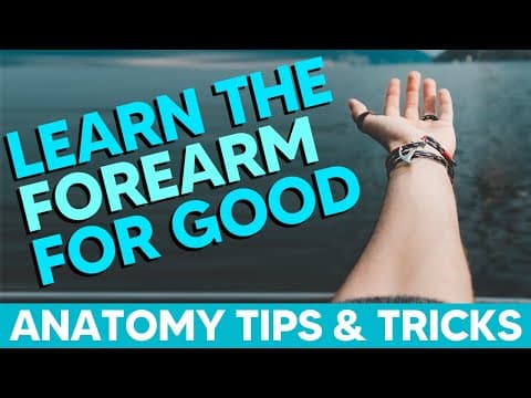 Anterior Forearm Muscles (Flexors)│Anatomy Tips, Tricks and Mnemonics thumbnail