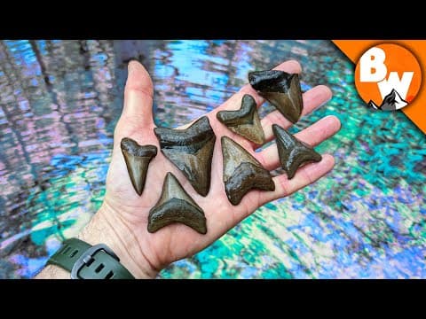 How to Find Fossilized Shark Teeth Like a Pro thumbnail